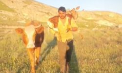 Dağda doğan buzağıyı sırtında taşıyarak ahıra getirdi