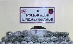 Diyarbakır'da 1 milyon 755 bin kök kenevir ve skunk ele geçirildi