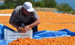 Dünya kayısı başkenti Malatya'da sezonluk işçi ücretleri belli oldu