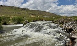 İnci kefallerinin göç yolculuğu bu yıl kolay geçiyor