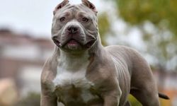 İngiltere'den çocuk güvenliği adımı: Tehlikeli köpeklerle yalnız kalmak yasaklanıyor