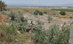 İşgalciler Filistin'de yüzlerce zeytin ağacını kökünden söktü