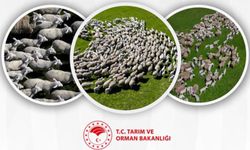 Kırsalda Bereket Küçükbaşa Destek Projesinin ilk etap sonuçları açıklandı