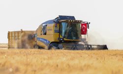 Mardin Ovası'nda buğday hasadı sürüyor: Bir milyonu aşkın ekili dekardan 709 bin 511 ton üretim hedefleniyor