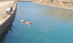 Mardin'de su kanalına düşen inek vatandaşların yardımıyla kurtarıldı
