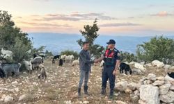 Mersin'de kaybolan 40 küçükbaş hayvan dron destekli aramayla bulundu