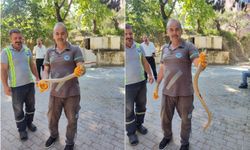 Mezarlık temizliğinde yılan paniği