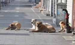 Sahipsiz köpek saldırıları: 3 belediye başkanına işlem