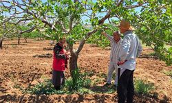 Şanlıurfa'da fıstık bahçesinde hastalık ve zararlı incelemesi