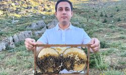 Sason balında hasat öncesi son kontroller yapılıyor