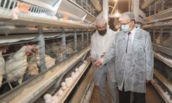Siirt'te günlük 5 bin koli yumurta üretiliyor