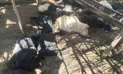 Şirvan'da başıboş köpeklerin saldırısında 26 keçi telef oldu