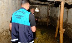 Van'ın 8 mahallesi kuduz vakası nedeniyle karantinaya alındı