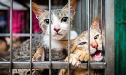 Vietnam'da kesilmek üzere çalınan yüzlerce kedi kurtarıldı