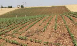 Yüksek faturalar çiftçiyi üretimden uzaklaştırıyor