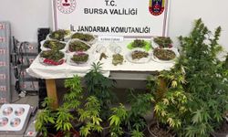 24 ilde uyuşturucu ve yasa dışı kenevir operasyonu: 80 kişi tutuklandı