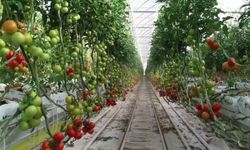 Balıkesir'e 2,5 milyar liralık sera yatırımı