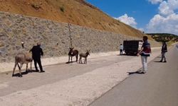 Bingöl'de başıboş bırakılan hayvanların sahiplerine ceza