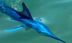 Bodrum açıklarında nadir görülen mavi marlin görüntülendi