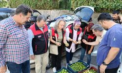 Bursa siyah inciri için ilek denetimleri tamamlandı