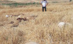 Diyarbakır'da iddiaya göre tarım ilacıyla kirlenen sudan içen 62 küçükbaş hayvan telef oldu