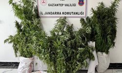 Gaziantep'te 215 kök kenevir ele geçirildi