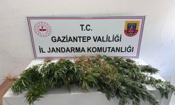 Gaziantep'te kenevir ekimine jandarma operasyonu