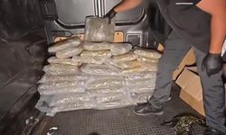 İstanbul'da 45 kilogramdan fazla skunk ele geçirildi