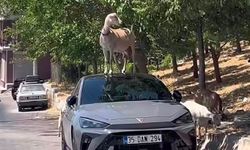 Kadifekale'de ilginç görüntü: Keçi yapraklara ulaşmak için otomobilin üzerine çıktı