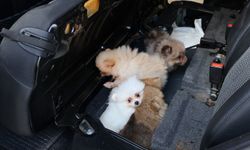 Kapıkule'de kaçak hayvan geçişinde gizlenen 5 yavru köpek kurtarıldı