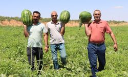 Kar suyunun bereketi Yaylak karpuzuna lezzet katıyor