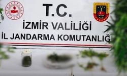 Ödemiş'te hint keneviri operasyonunda bir tutuklama