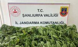 Şanlıurfa'da 35 kök kenevir ele geçirildi