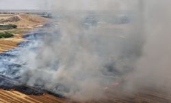 Şanlıurfa'da anıza doğrudan ekim uygulaması yaygınlaştırılıyor