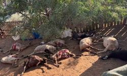 Siyonist yerleşimciler Nablus'ta Filistinlilerin hayvanlarını zehirledi