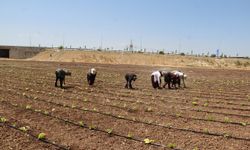 Tarım işçilerinin kavurucu sıcakta düşük yevmiyeyle geçim mücadelesi