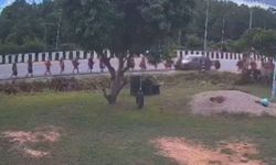 Tayland'da 9 budist keşişi ezen sürücünün 11 yaşında olduğu bildirildi