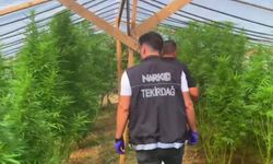 Tekirdağ'da bağ evine uyuşturucu operasyonu: 109 kök hint keneviri ele geçirildi