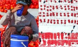 Torbalı Ovası'nda kurutulmuş domates mesaisi başladı