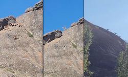 Van'da yaban keçileri yerleşim yerinde görüntülendi