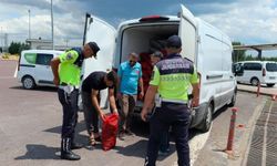 Yalova'da 3 ton kara midyesi ele geçirildi
