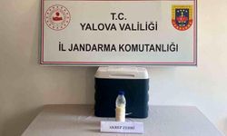Yalova'da 500 gram akrep zehri ele geçirildi