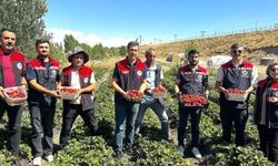 Aroma kalitesi yüksek çilekler yetiştiriyorlar