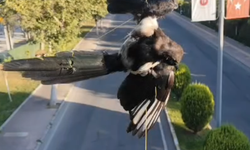 Batman'da direğe dolanan kuş kurtarıldı