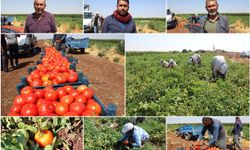 Domates üreticileri dertli: Üretiyoruz ama karşılığını alamıyoruz