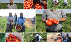 Gaziantep'te domates üreticileri artan girdi maliyetleri ve düşük ürün fiyatlarından şikayetçi