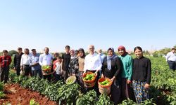 Gaziantep'te fide desteği alan çiftçilerde hasat dönemi başladı