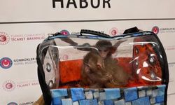 Gümrük Muhafaza ekipleri 58 bin 519 canlı hayvanı kaçakçılardan kurtardı
