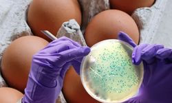 İngiltere'de salmonella salgını: 1 kişi öldü, 207 kişide virüs tespit edildi