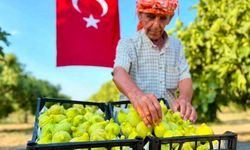 İzmir'de Bardacık İnciri hasadı başladı: Üretici verimden umutlu